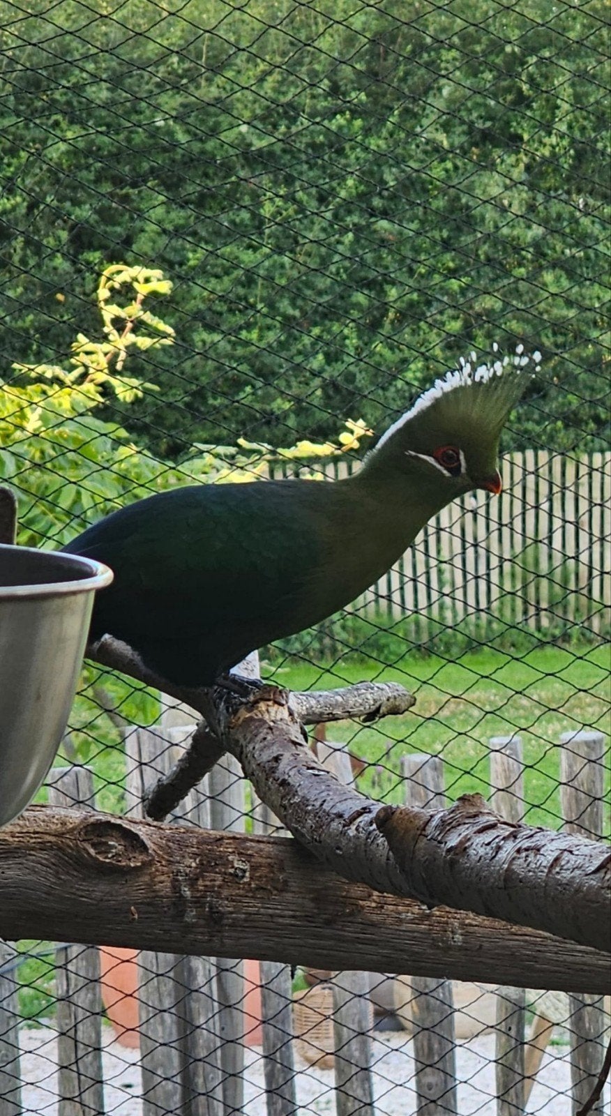 2 Livingstone Toerakoe 2026., Dieren en Toebehoren, Vogels | Overige Vogels, Geslacht onbekend, Geringd