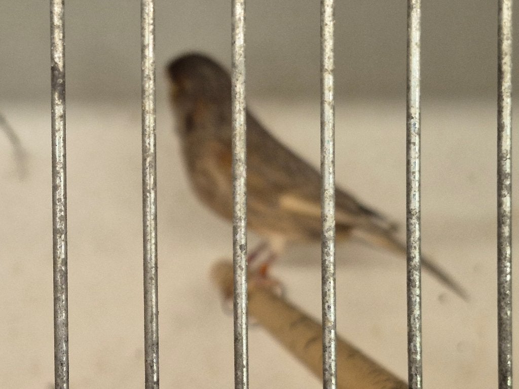 kanarie, Dieren en Toebehoren, Vogels | Kanaries, Mannelijk, Kleurkanarie