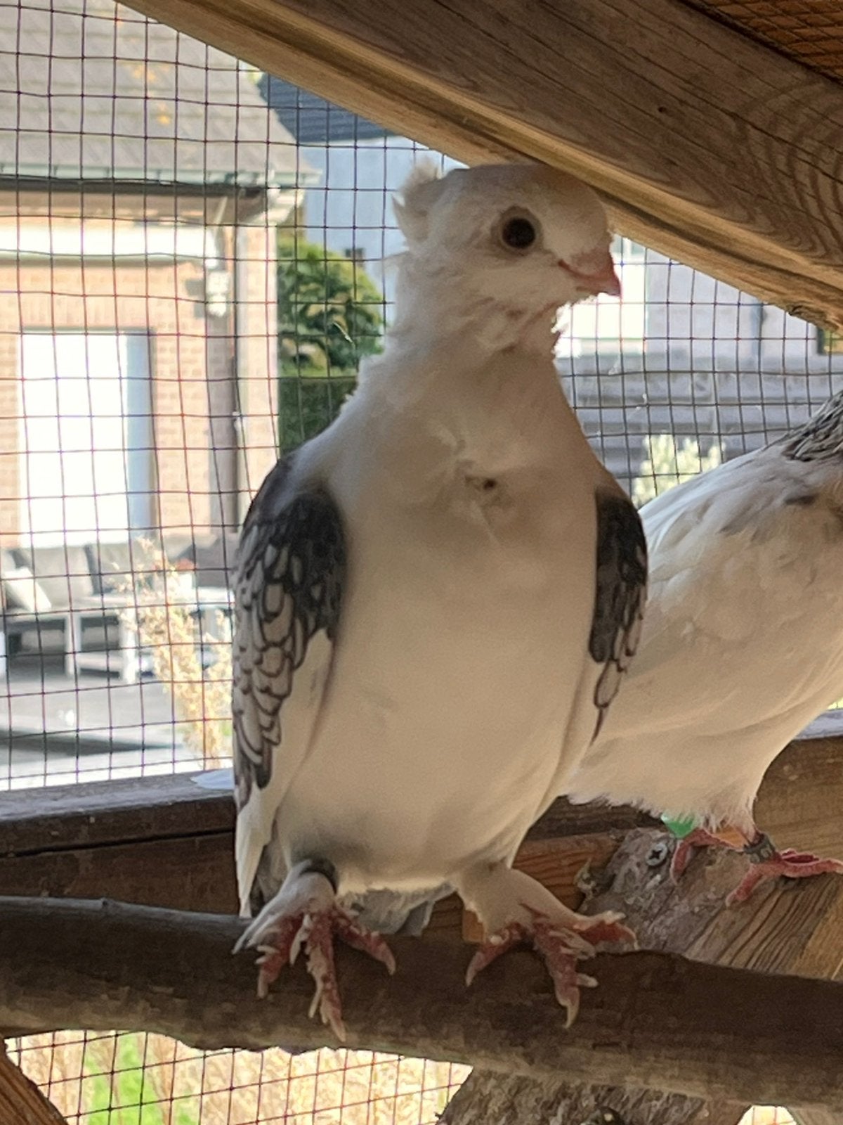 Oud oosterse meeuwtjes, Animaux & Accessoires, Plusieurs animaux, Autres espèces