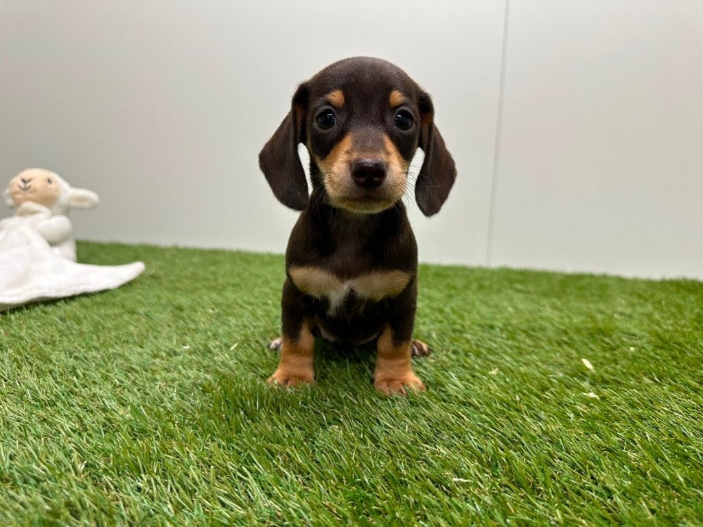 Nestje Dwergteckel pups, Dieren en Toebehoren, Parvo, België, 8 tot 15 weken, Korthaar