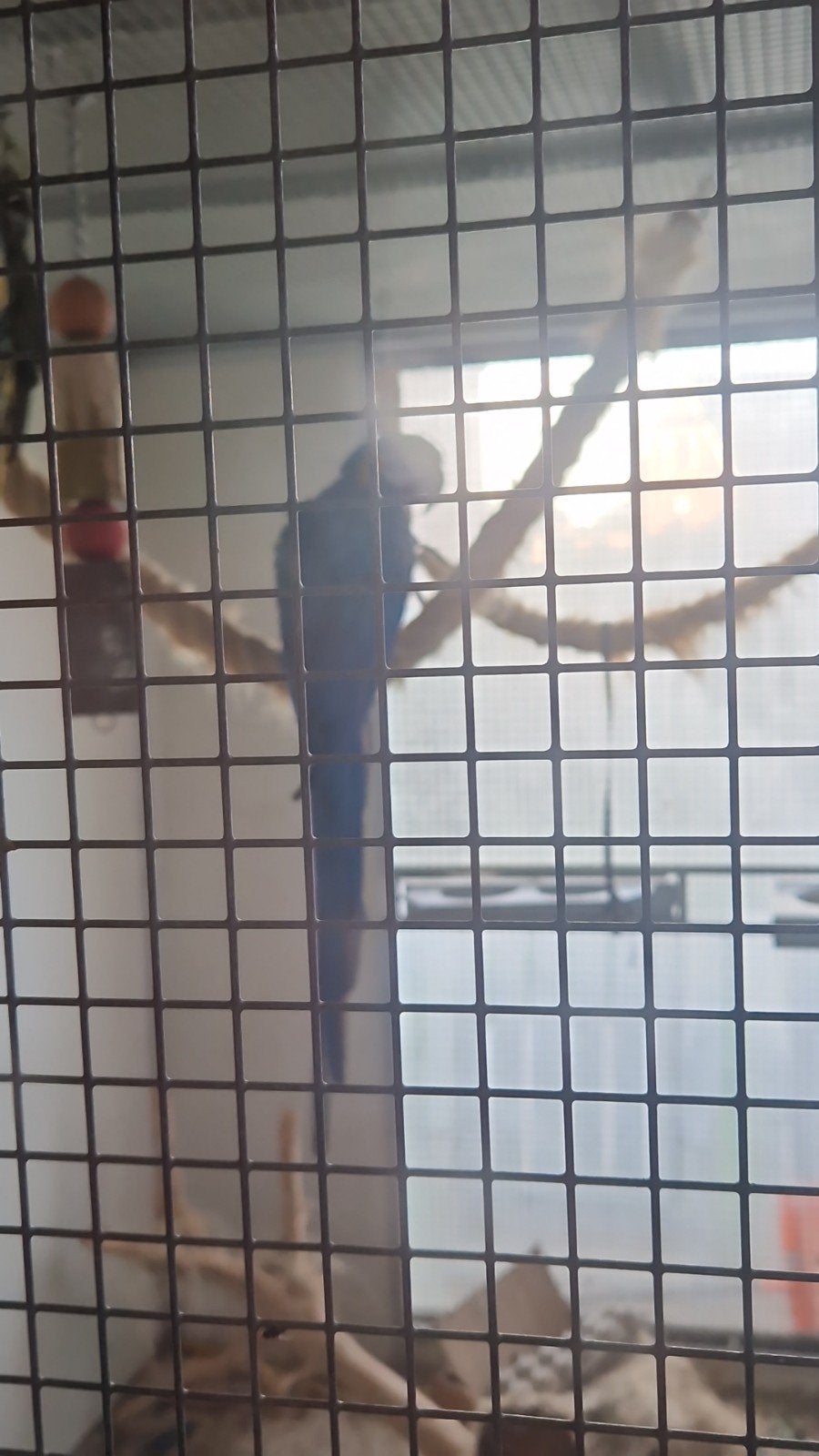 Arauna x Arlequin, Plusieurs animaux, Perroquet, Parleur