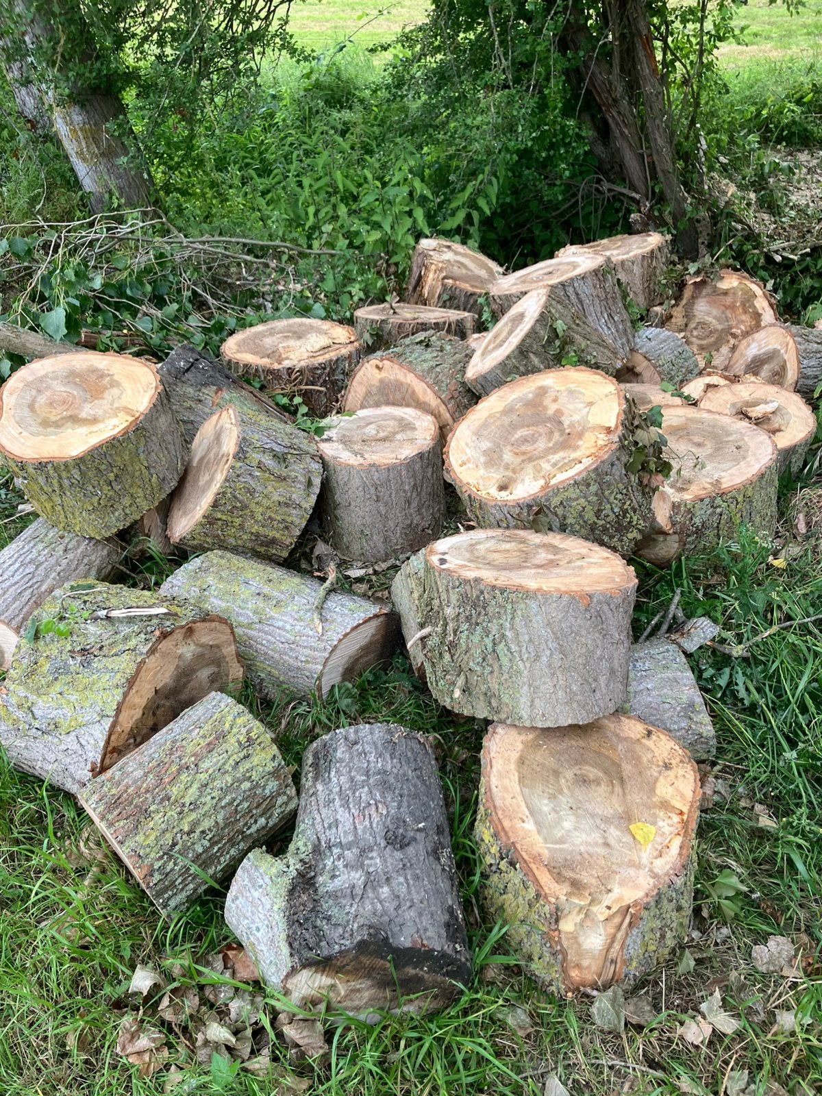 Lot brandhout nog te klieven, Tuin en Terras, Brandhout, Ophalen, Overige houtsoorten, Stammen