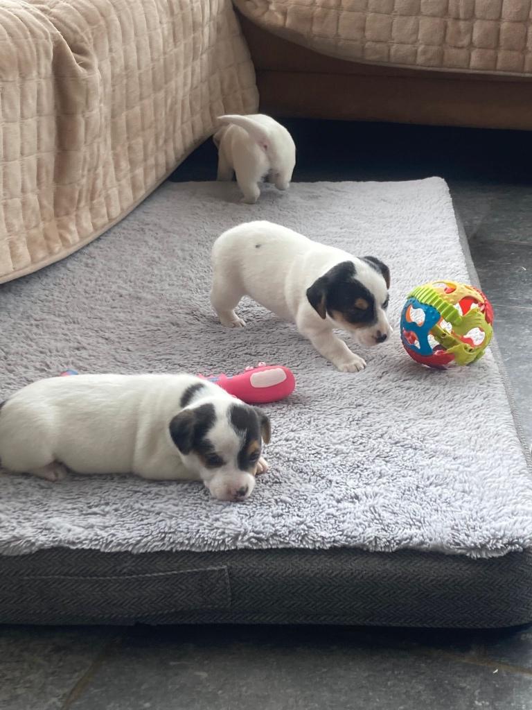 Jack russell pups, Dieren en Toebehoren, België, Particulier, Jack Russell Terriër, 8 tot 15 weken