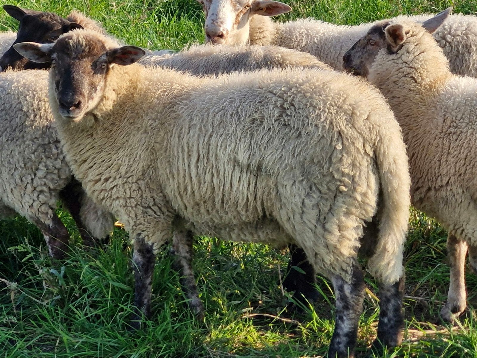 Entre-Sambre-et-Meuse ram, Mannelijk, Schaap, 0 tot 2 jaar