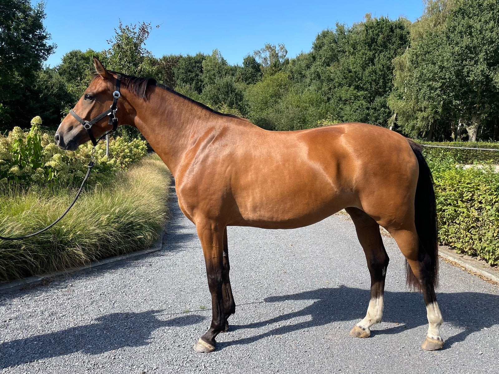Knappe 3j merrie, Animaux & Accessoires, Avec pedigree, 165 à 170 cm, Non dressé, Cheval de saut
