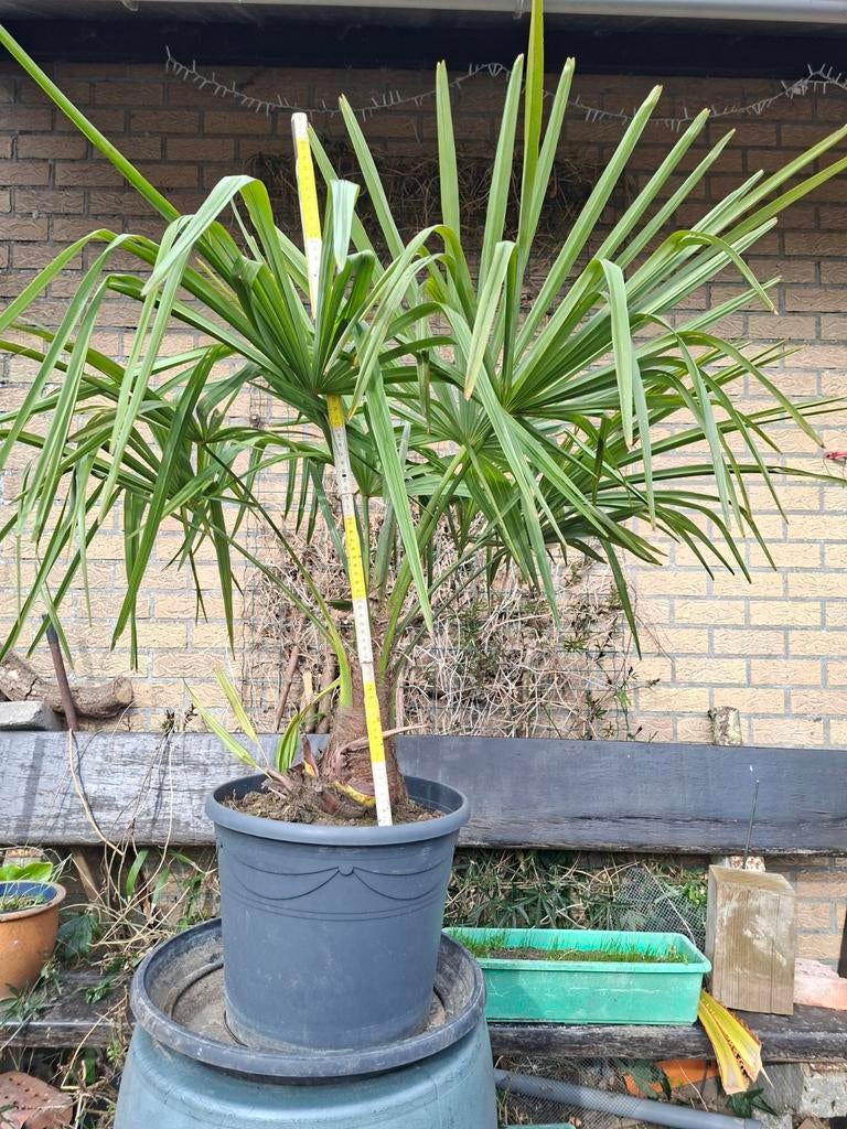 Winterharde palm, Tuin en Terras, Ophalen