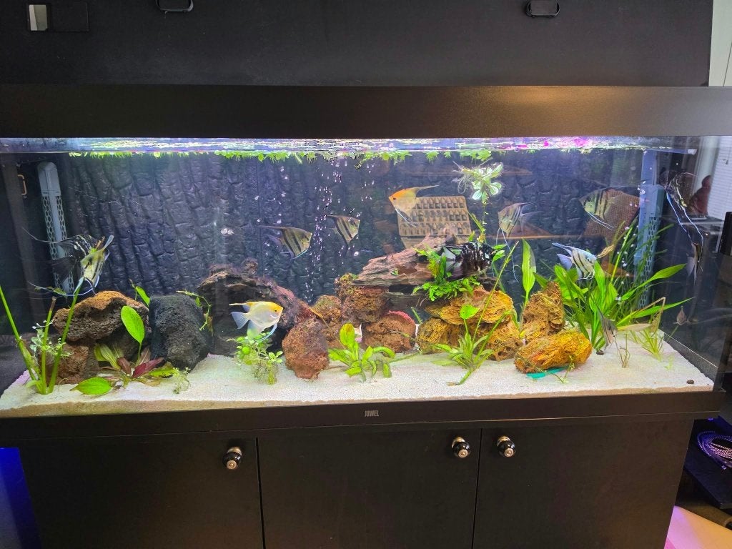 Prachtige groep van 14 grote Maanvissen, Dieren en Toebehoren, Vis, Zoetwatervis, Schoolvis