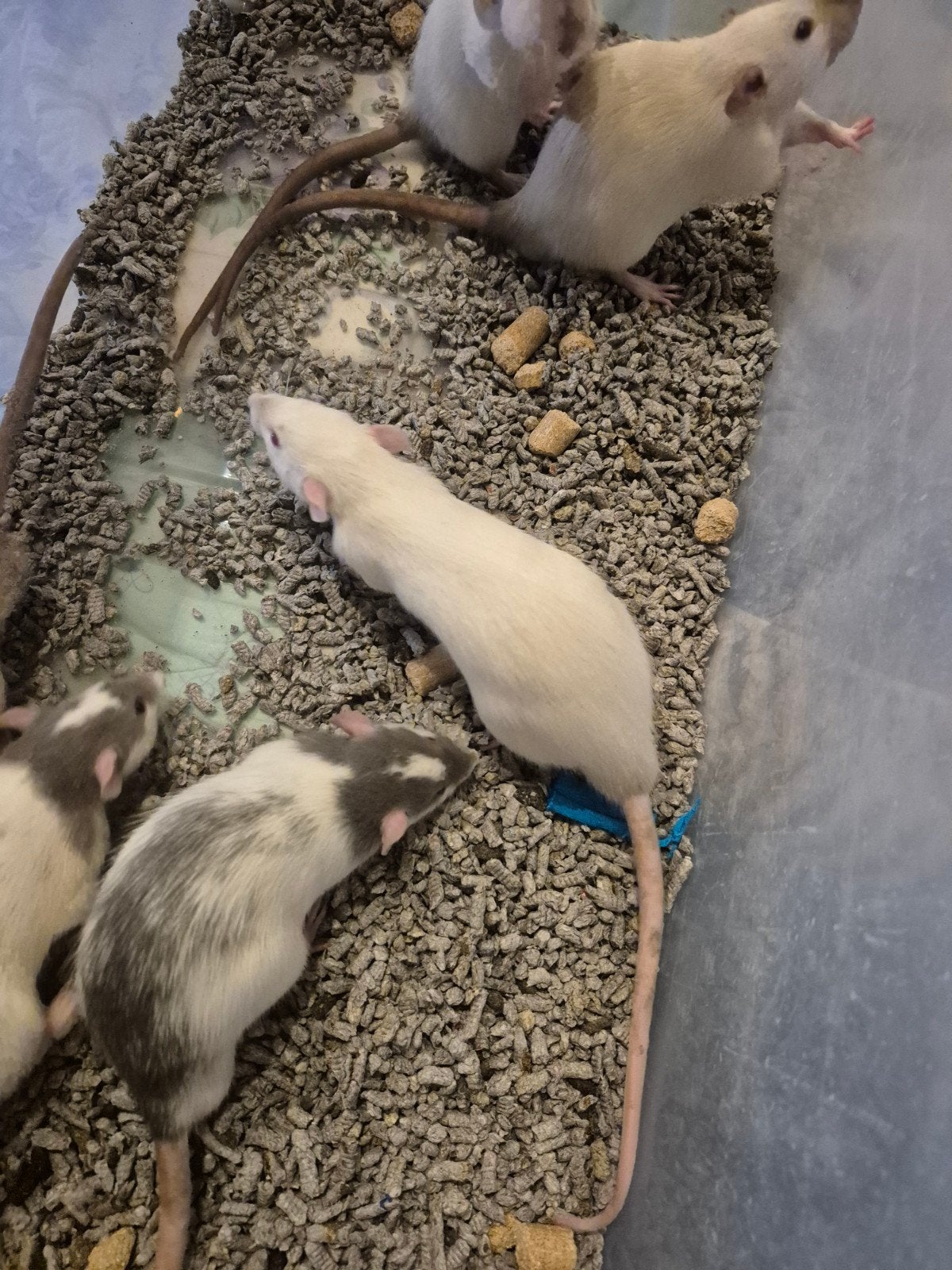 tamme ratjes, Dieren en Toebehoren, Rat, Augustus, Mannelijk, Tam