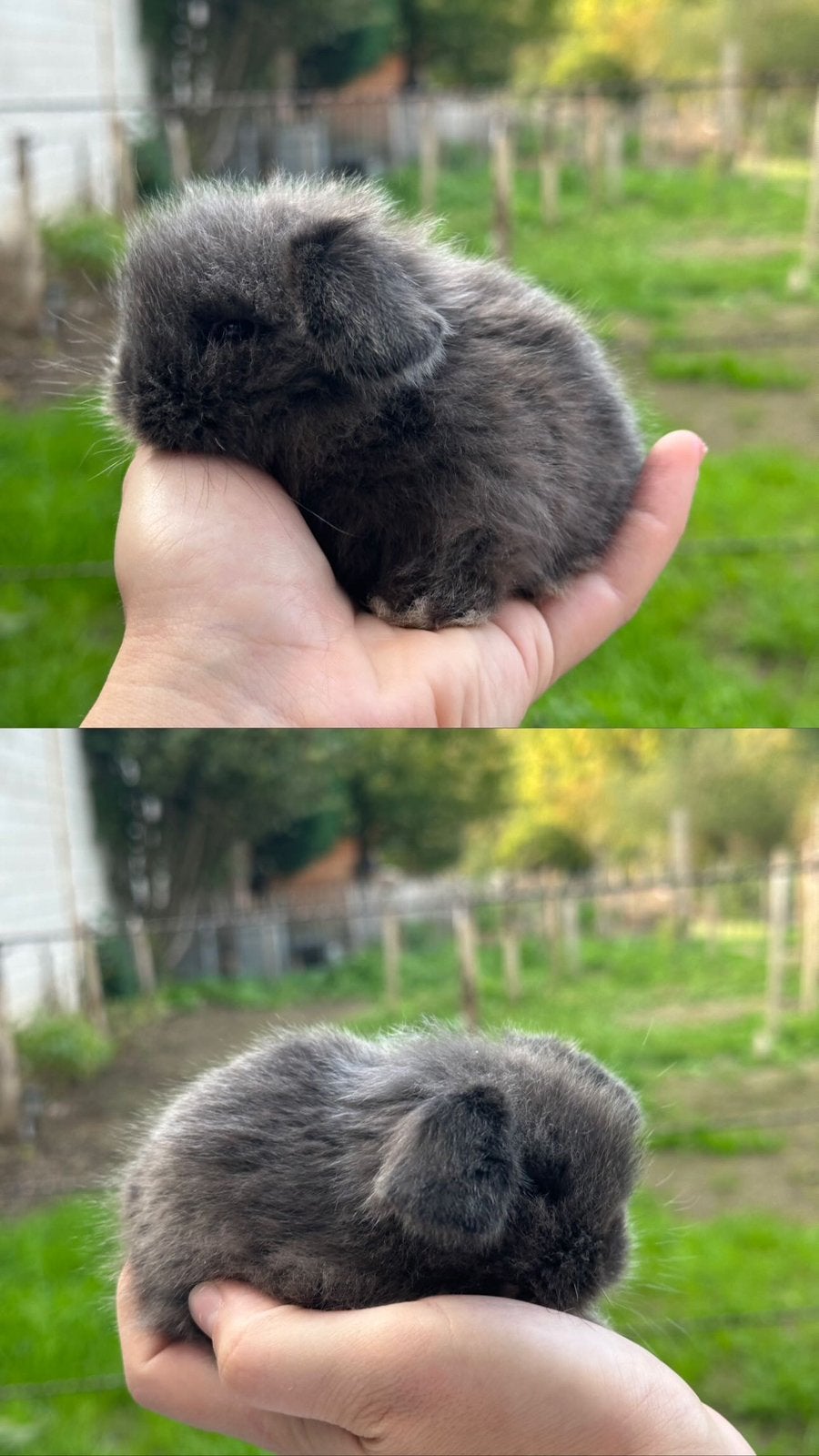 Mini lionlop voedsters, Hangoor