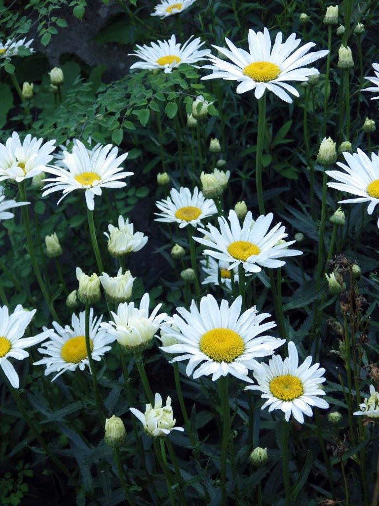 Overschot Gezonde Tuinplanten aan €.1,00/pot, Tuin en Terras, Planten | Tuinplanten, Volle zon, Vaste plant, Zomer, Ophalen