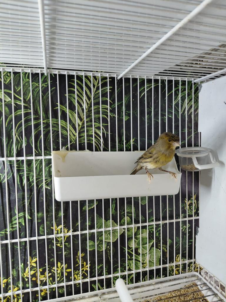 Canari femelle 2025