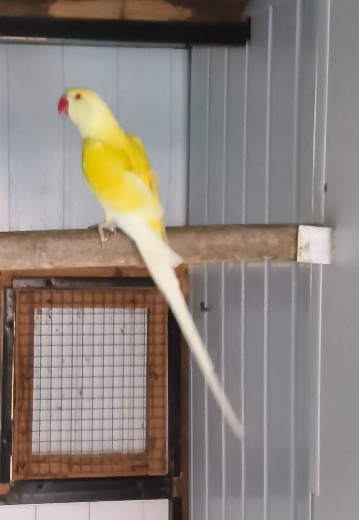 Colliers pour perruches, Plusieurs animaux, Bagué