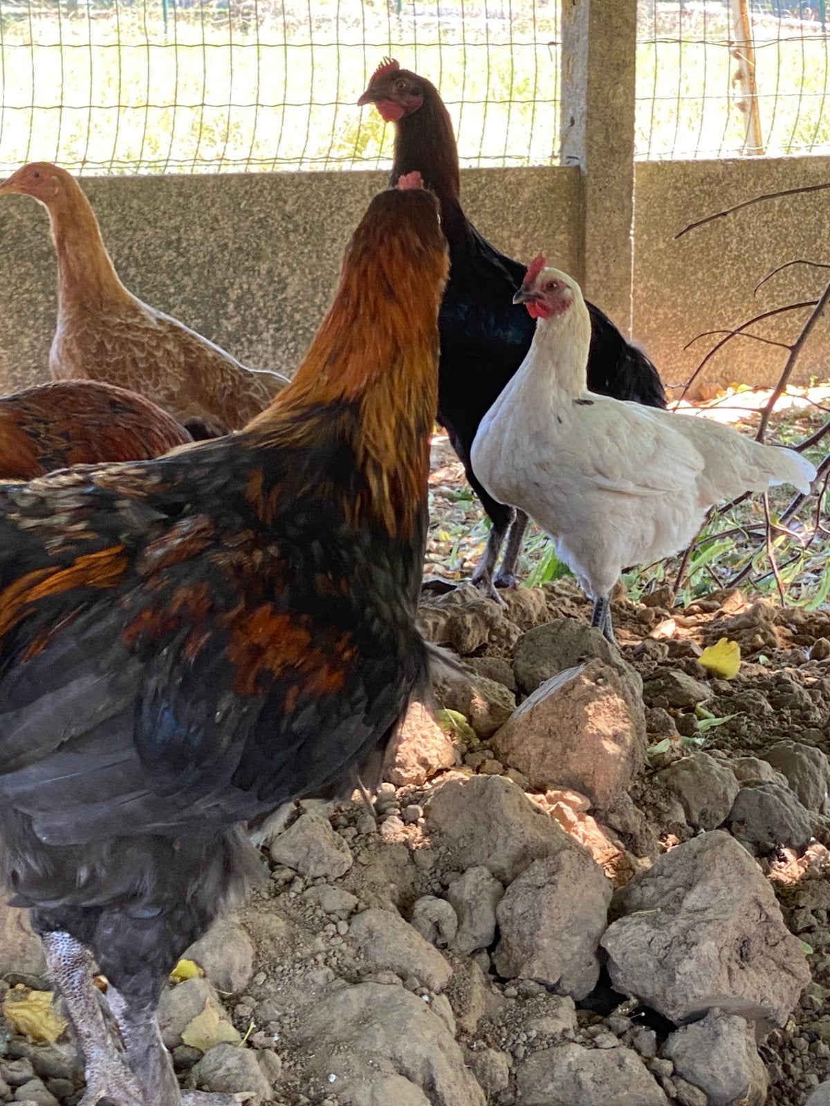 2 legkippen, Animaux & Accessoires, Volatiles, Poule ou poulet