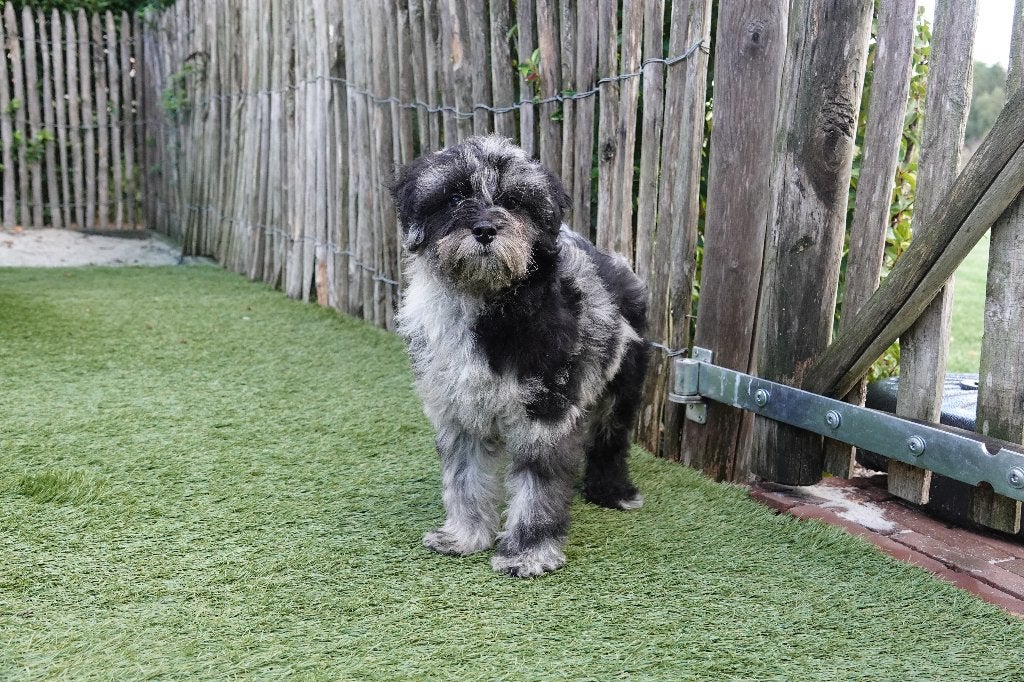 Magnifiques chiots Maltipoo (Bleu merle et noir), Maladie de Carré (chiens), Autres races, Plusieurs, Belgique