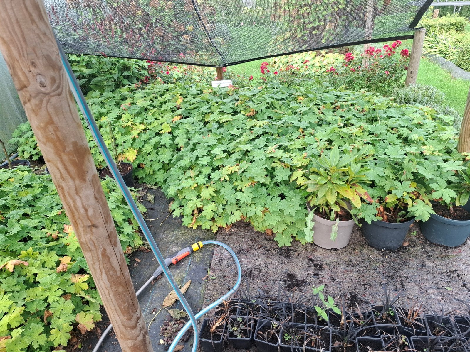 geranium macrorrhizum spessart, Ophalen, Bodembedekkers, Vaste plant, Halfschaduw