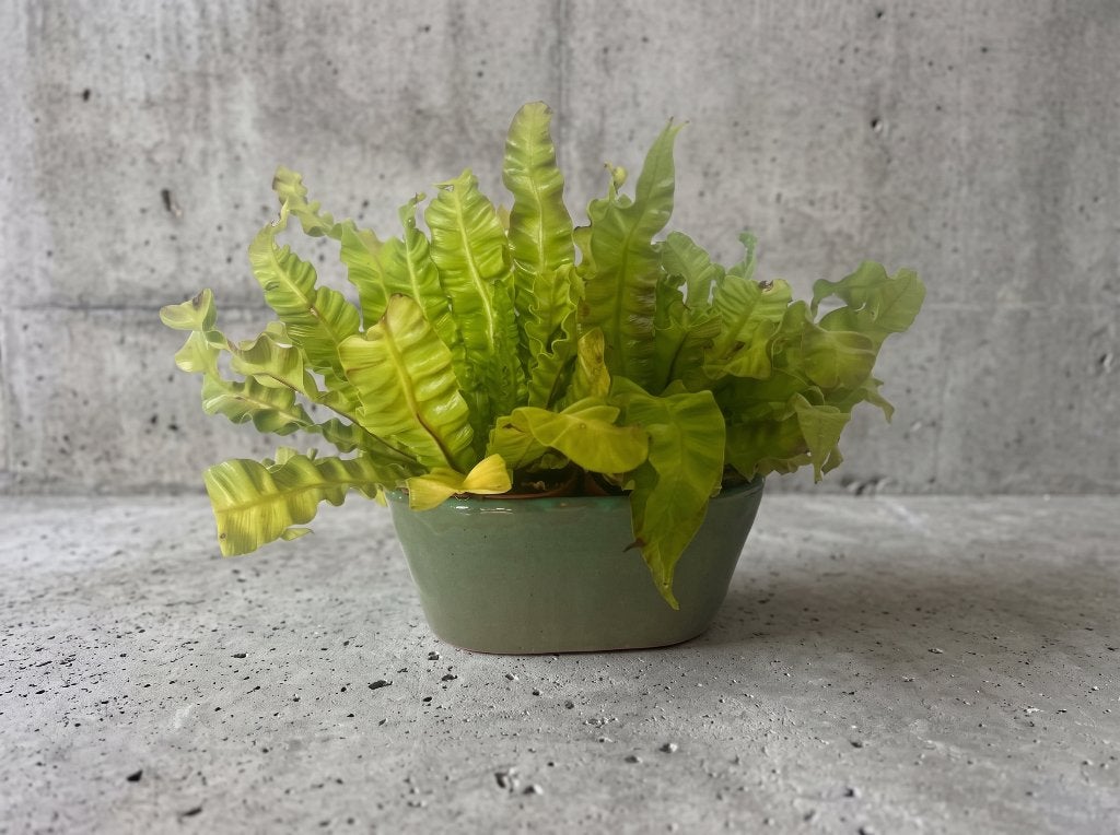 Kamerplant, Ophalen, Overige soorten, Minder dan 100 cm