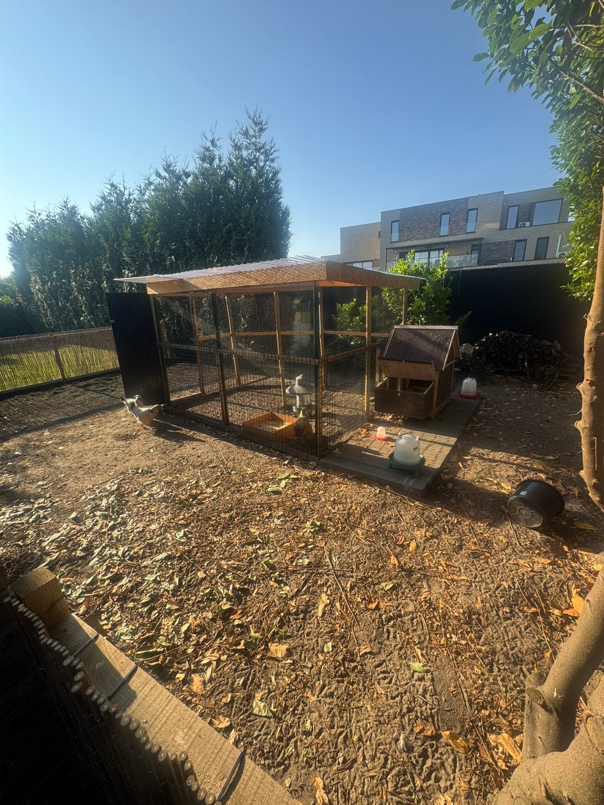 Kippenhok(ren) en kippen, Animaux & Accessoires, Volatiles | Accessoires, Enlèvement, Utilisé