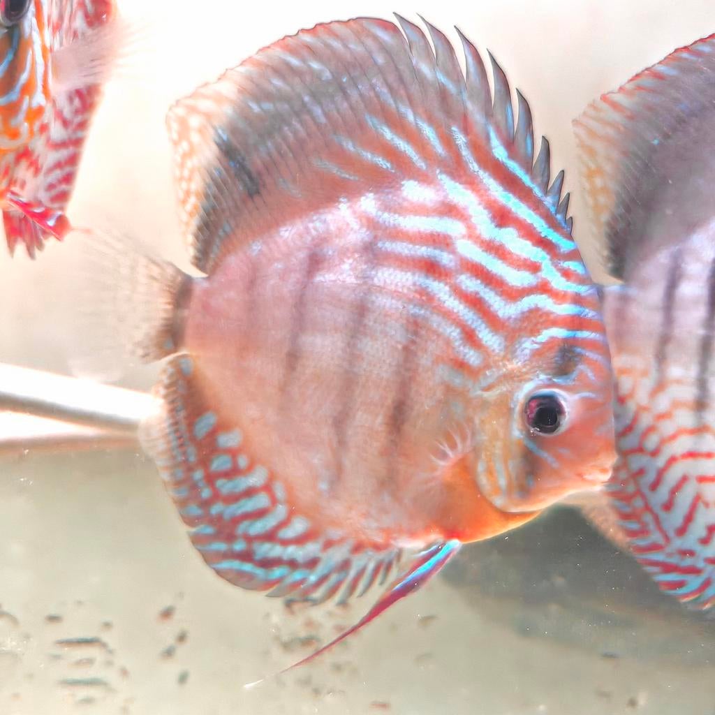 Discus rouge turquoise, Poisson, Poisson d'eau douce, Banc de poissons