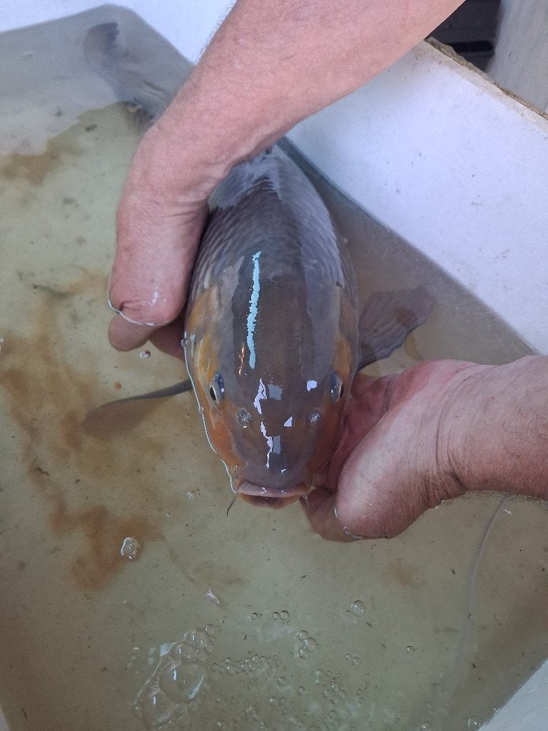 Grote koi vis, Karper of Koi