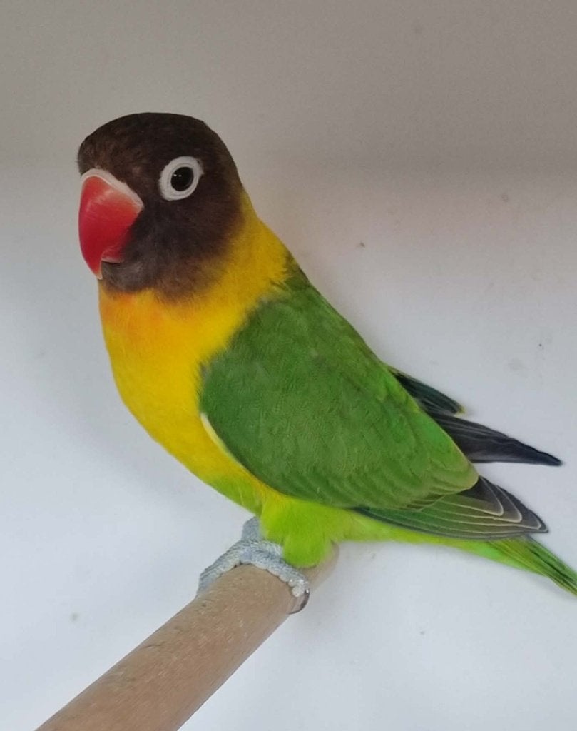 Personata MAN (DNA attest) - wildkleur, Animaux & Accessoires, Oiseaux | Perruches & Perroquets, Perroquet nain ou Inséparable