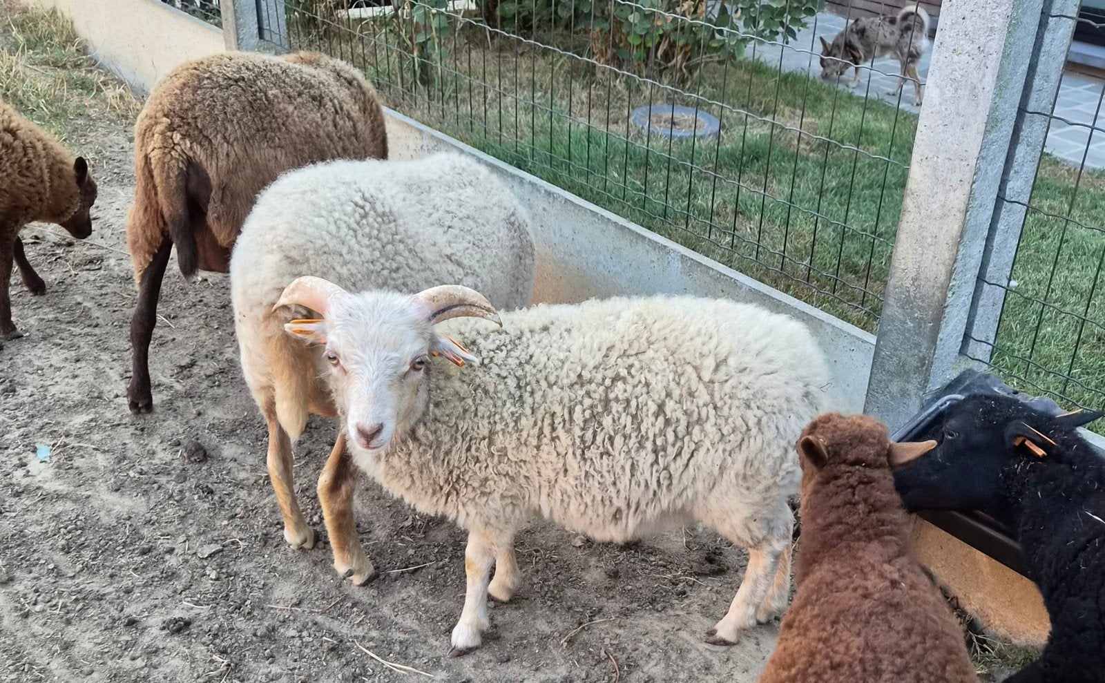 ouessantrammetje met stamboek, Dieren en Toebehoren, Schapen, Geiten en Varkens