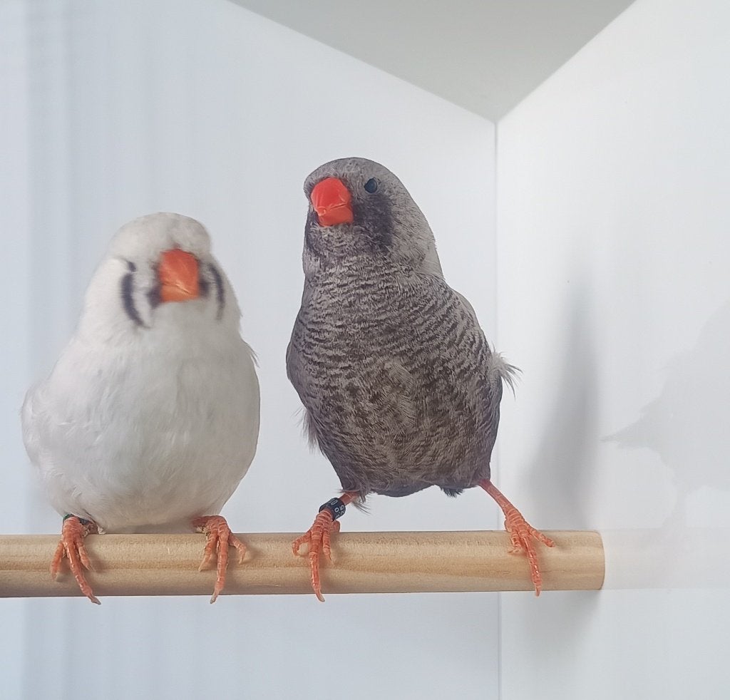 koppel charcoal zebravinken, Meerdere dieren, Tropenvogel, Geringd