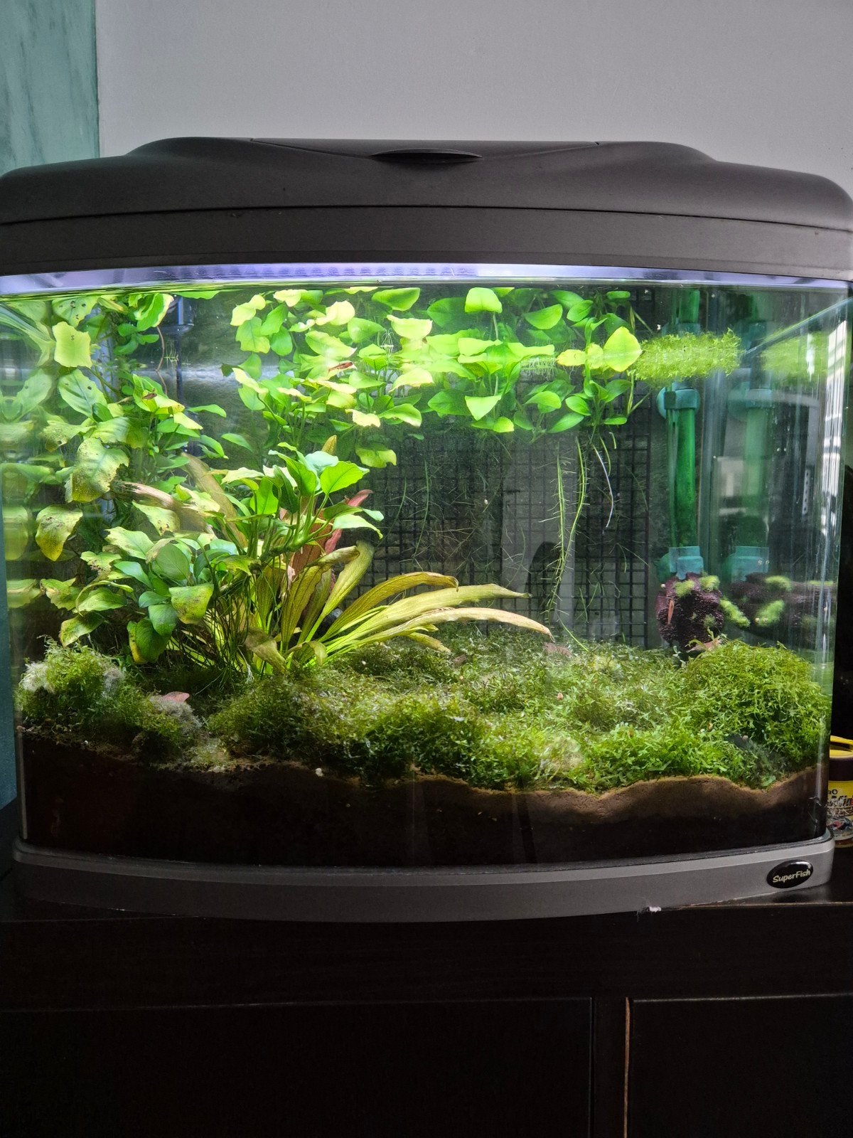 Compleet ingericht SuperFish 60L aquarium met planten, garna, Dieren en Toebehoren, Ophalen, Gebruikt, Inclusief vissen, Gevuld zoetwateraquarium