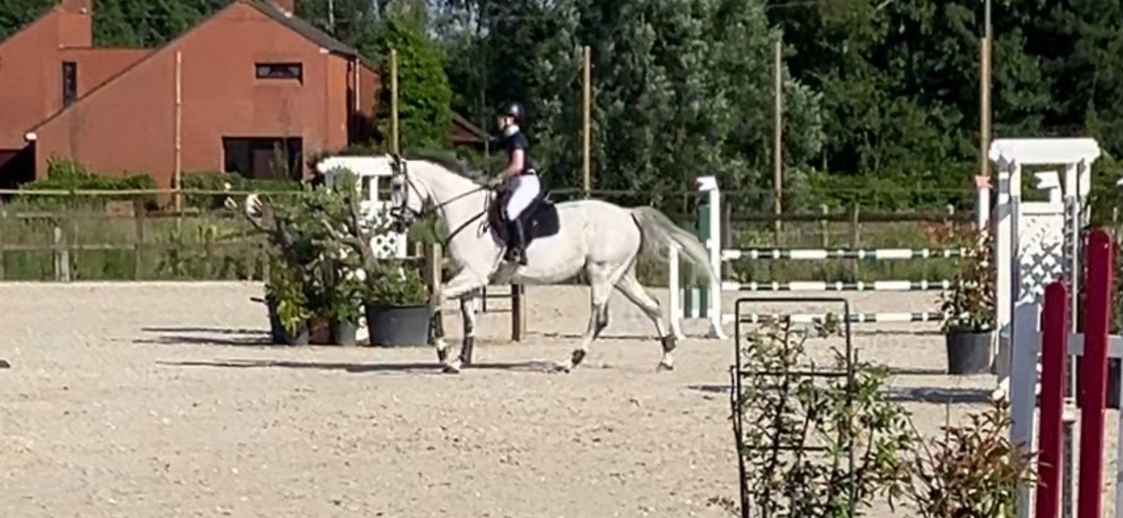 Merrie zoekt nieuw 5sterren huisje  wegens tijd te kort, Dieren en Toebehoren, Merrie, Springpaard, Met stamboom, M