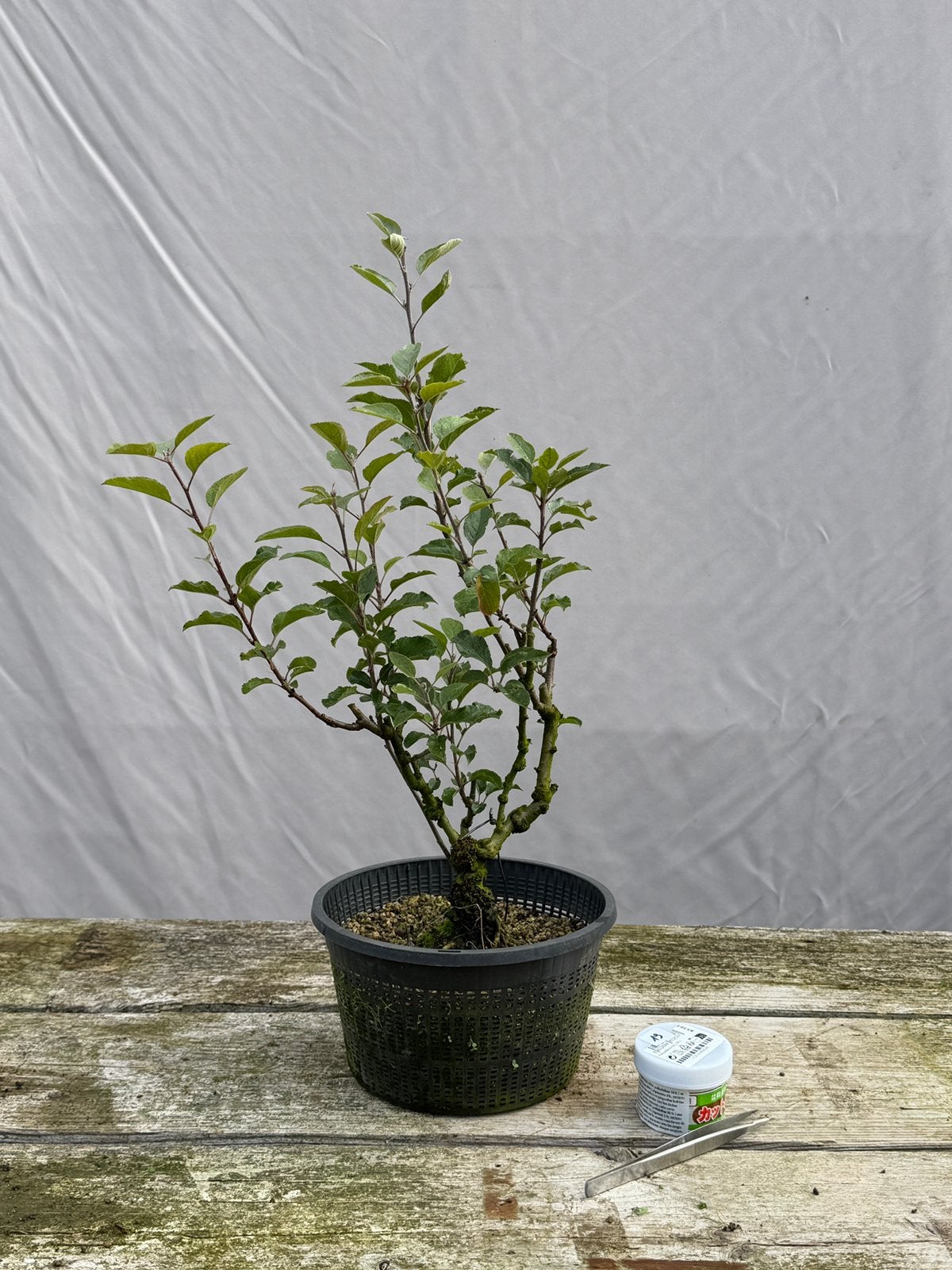 Bonsai, appeltje, Ophalen of Verzenden