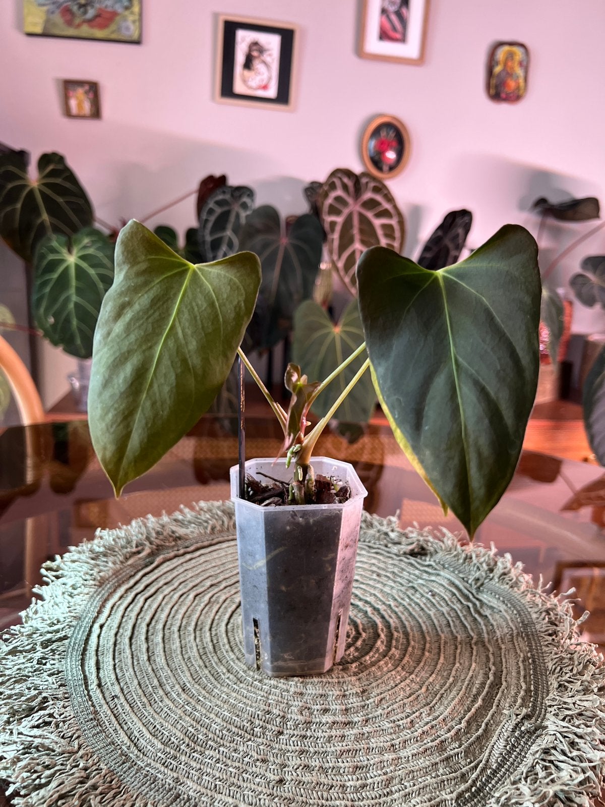 Anthurium Mr. Worldwide, Enlèvement ou Envoi