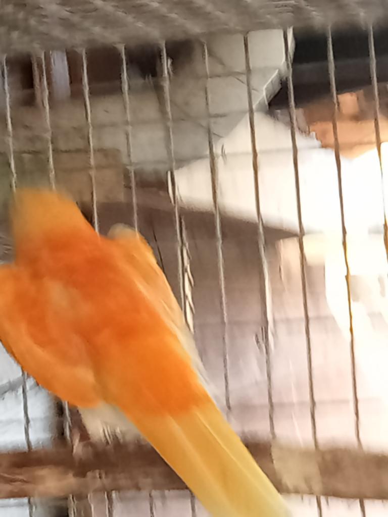 Te koop mooi koppel roodruggen