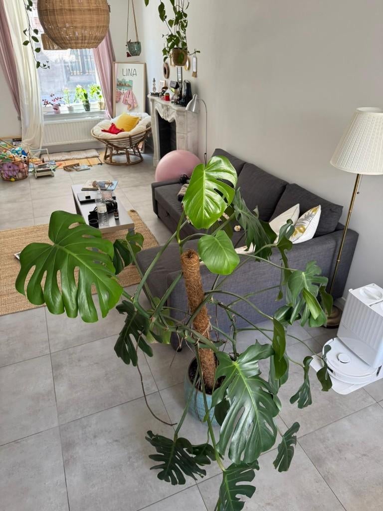 Monstera - Plante d'intérieur - pot inclus, Enlèvement, En pot