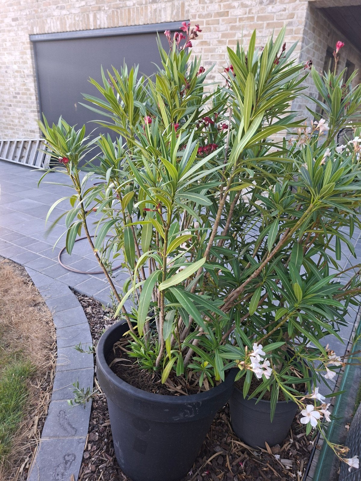 grote rode oleander met pot, Tuin en Terras, Ophalen