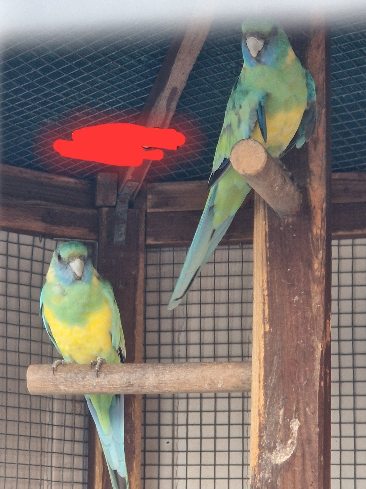 conclurerie en couple, Plusieurs animaux, Perruche, Bagué