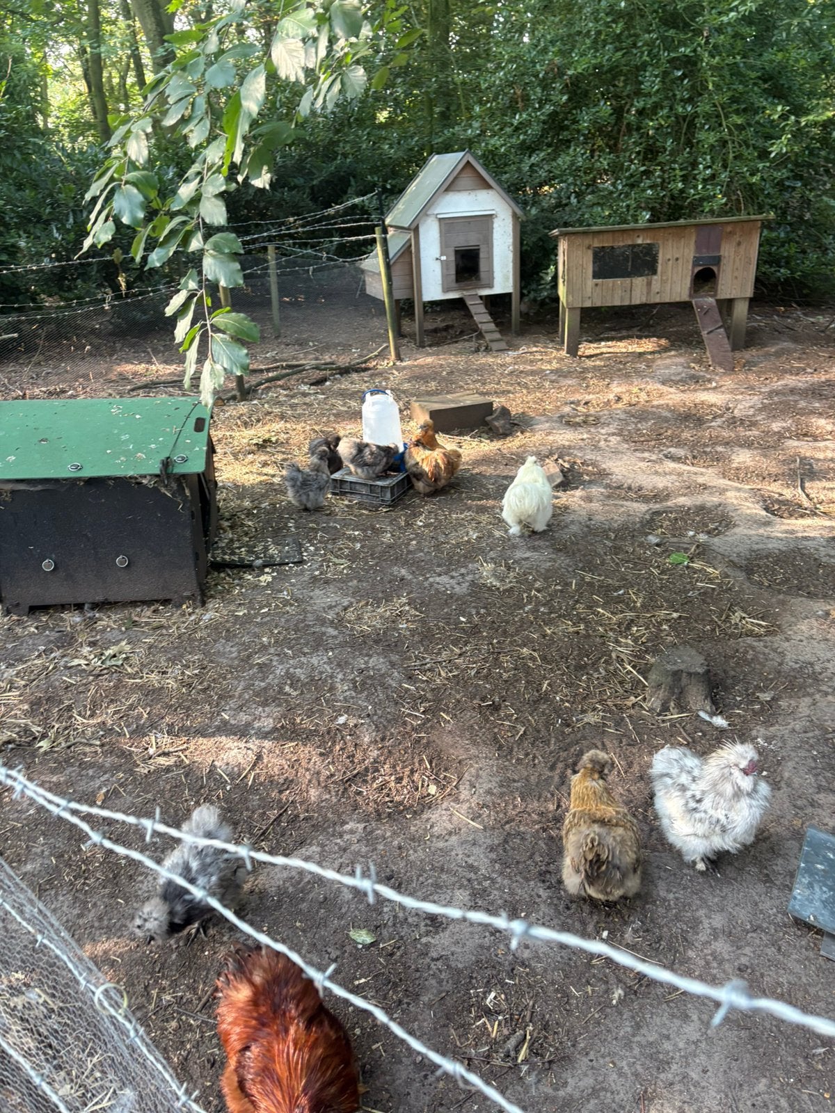 Groepje 8 zijdehoen hennen + 4hanen, Poule ou poulet