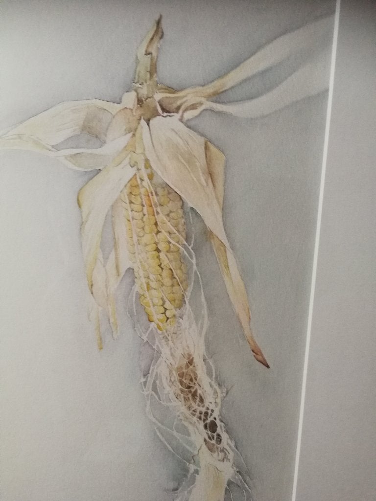 Schilderij maiskolf in aquarel, ingelijst., Antiek en Kunst, Kunst | Schilderijen | Modern, Ophalen, Glas, Ingelijst, Aquarel