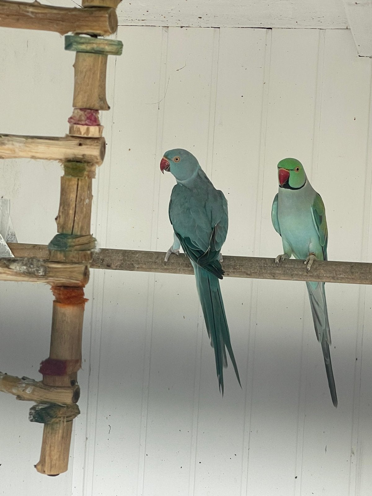 2koppels halsbandparkieten, Dieren en Toebehoren, Meerdere dieren