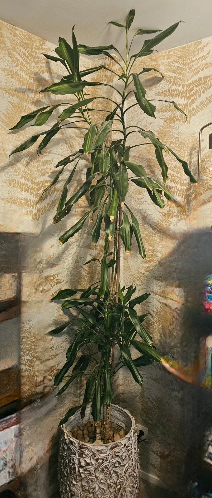 2 planten te koop met bloempot., Ophalen