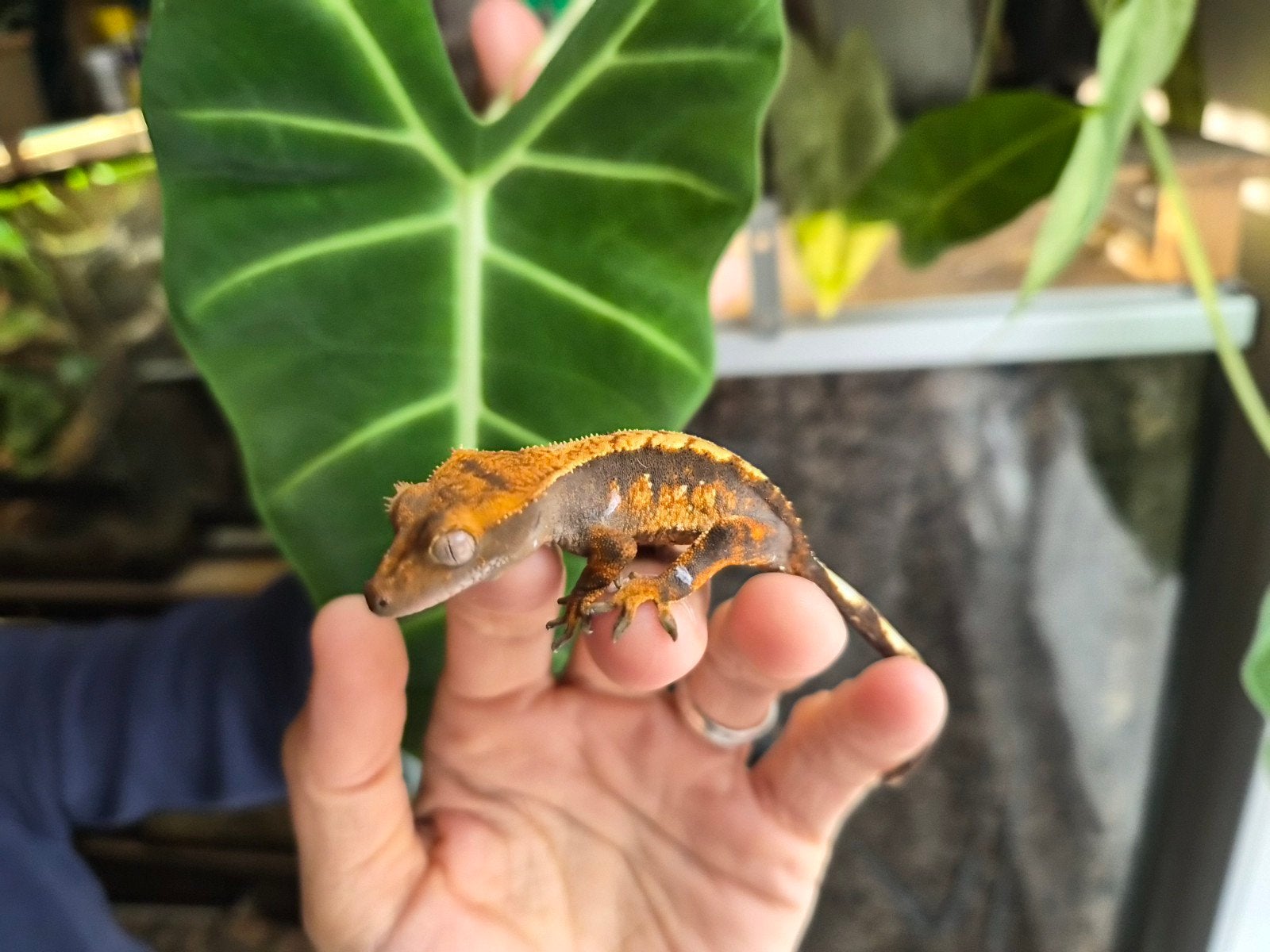 Correlophus ciliatus / Gecko à crête