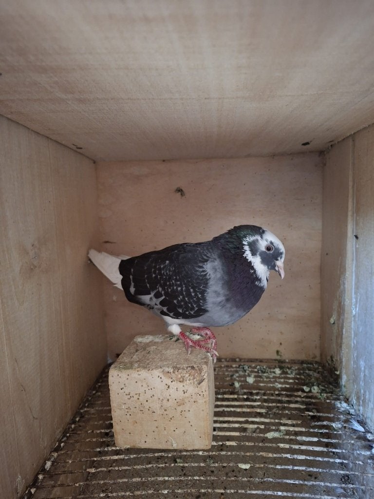 Mooi, jong sierduifje, Animaux & Accessoires, Oiseaux | Pigeons, Autres espèces, Sexe inconnu