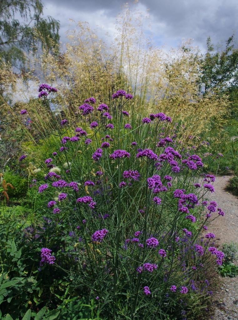 Verbena bonariensis, ijzerhard, Tuin en Terras, Planten | Tuinplanten, Ophalen, Vaste plant, Volle zon