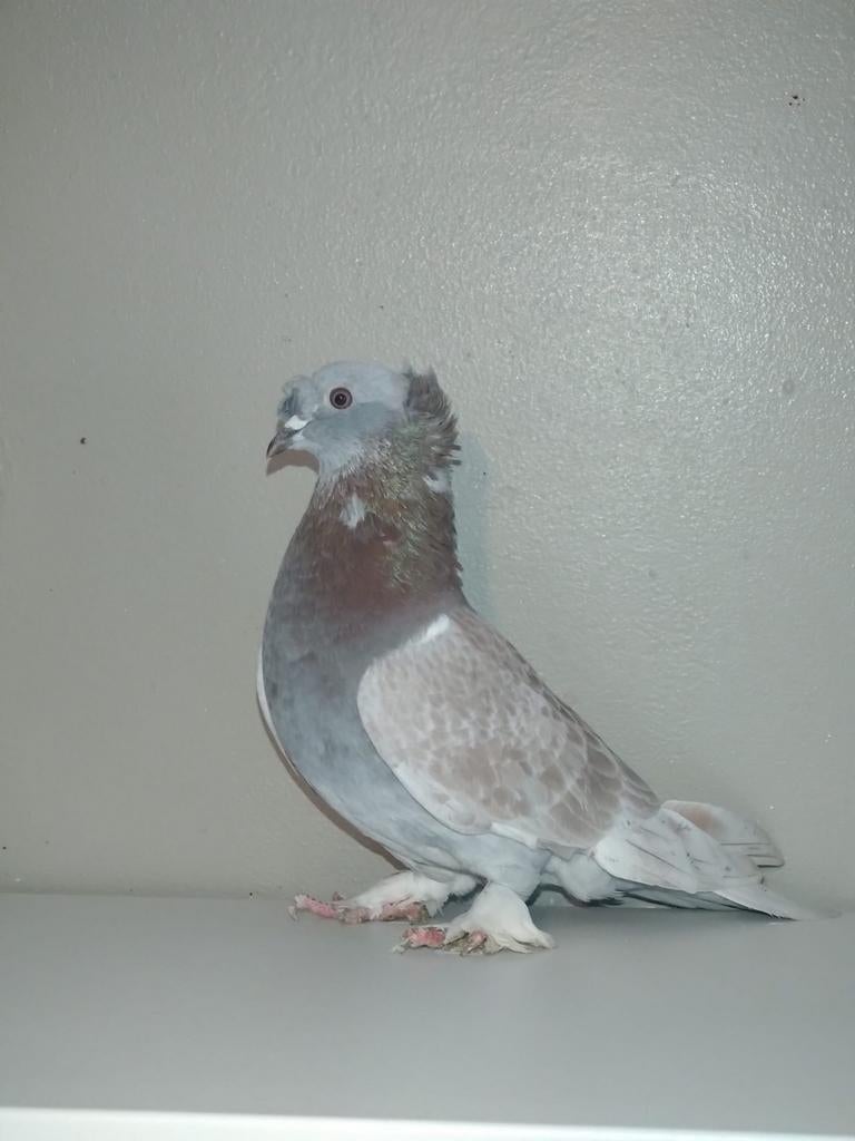 Pigeon takla mâle, Enlèvement