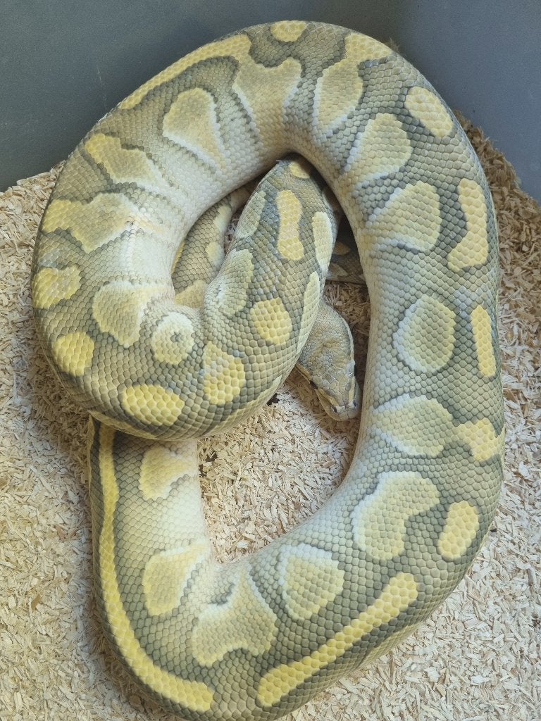 0.1 hypo butter het clown breeder