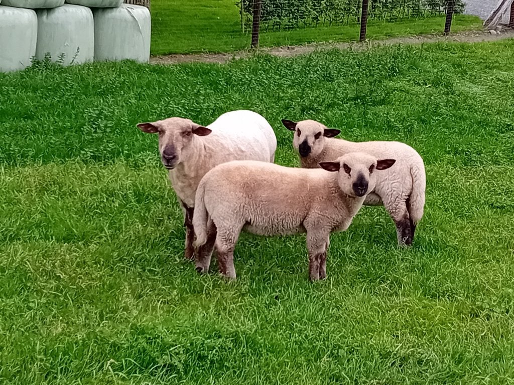 Schapen, Schaap