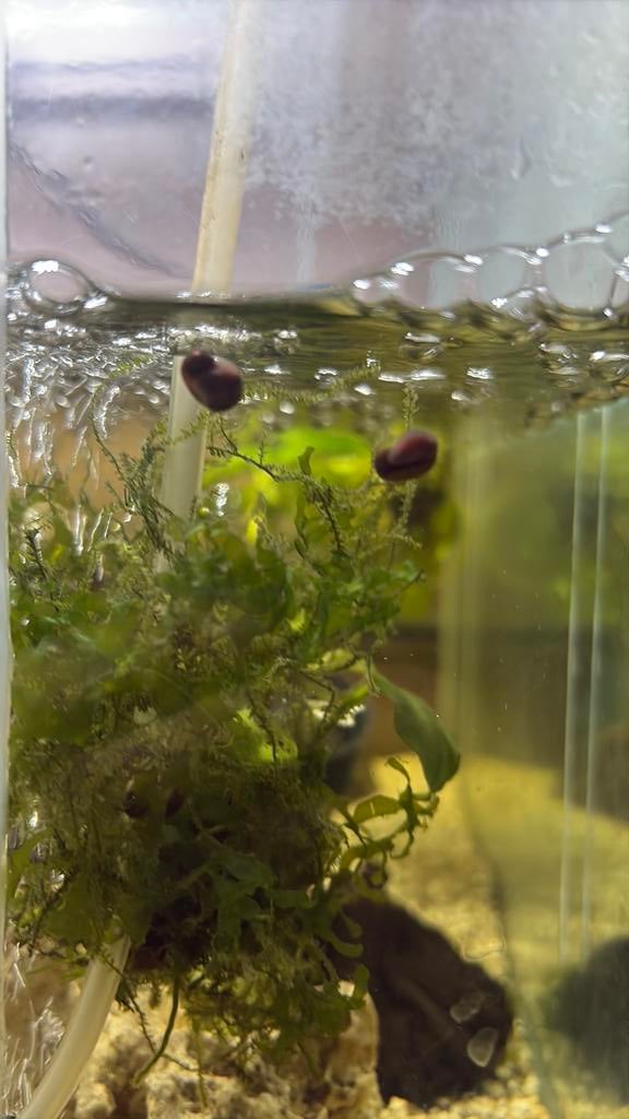 Jonge ramhoornslakjes, Dieren en Toebehoren, Slak of Weekdier, Zoetwatervis