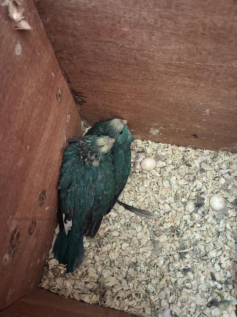 Kakariki jonge voor tam te maken, Meerdere dieren, Parkiet, Geringd