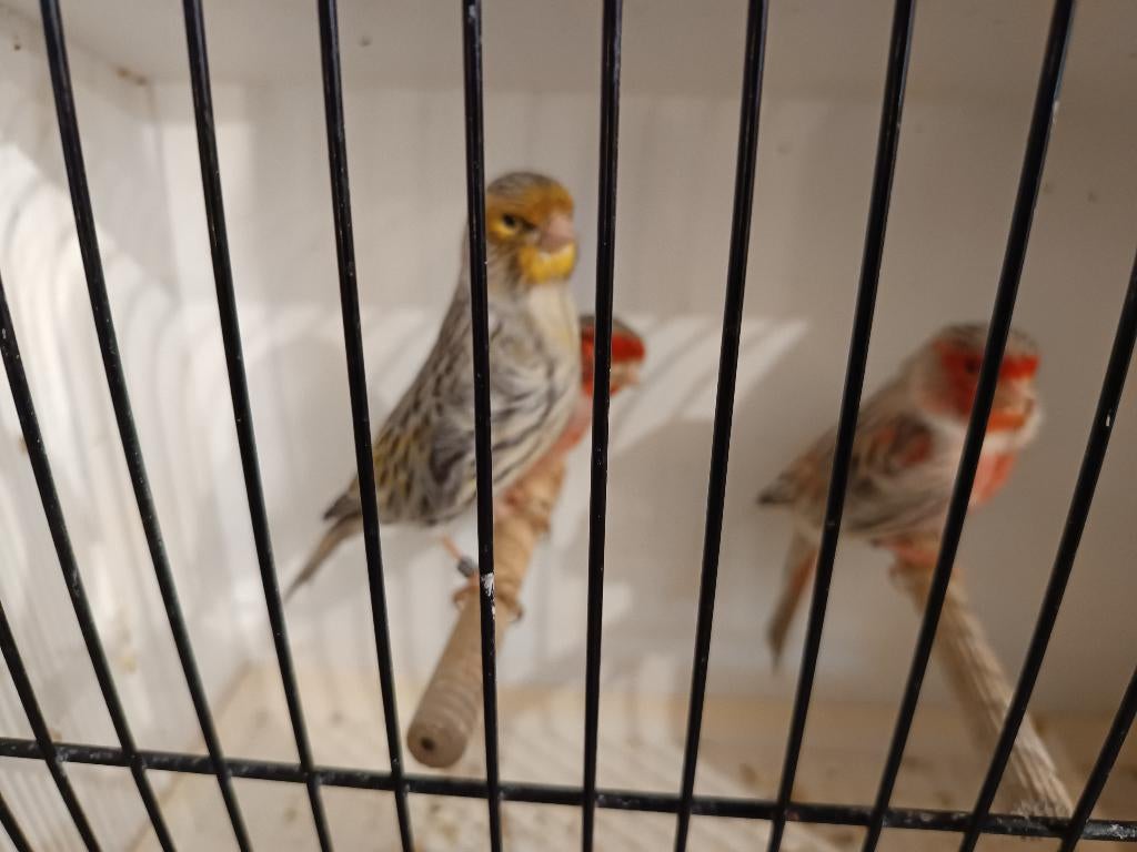 agaat geel en rood mozaïek, Dieren en Toebehoren, Meerdere dieren, Kleurkanarie