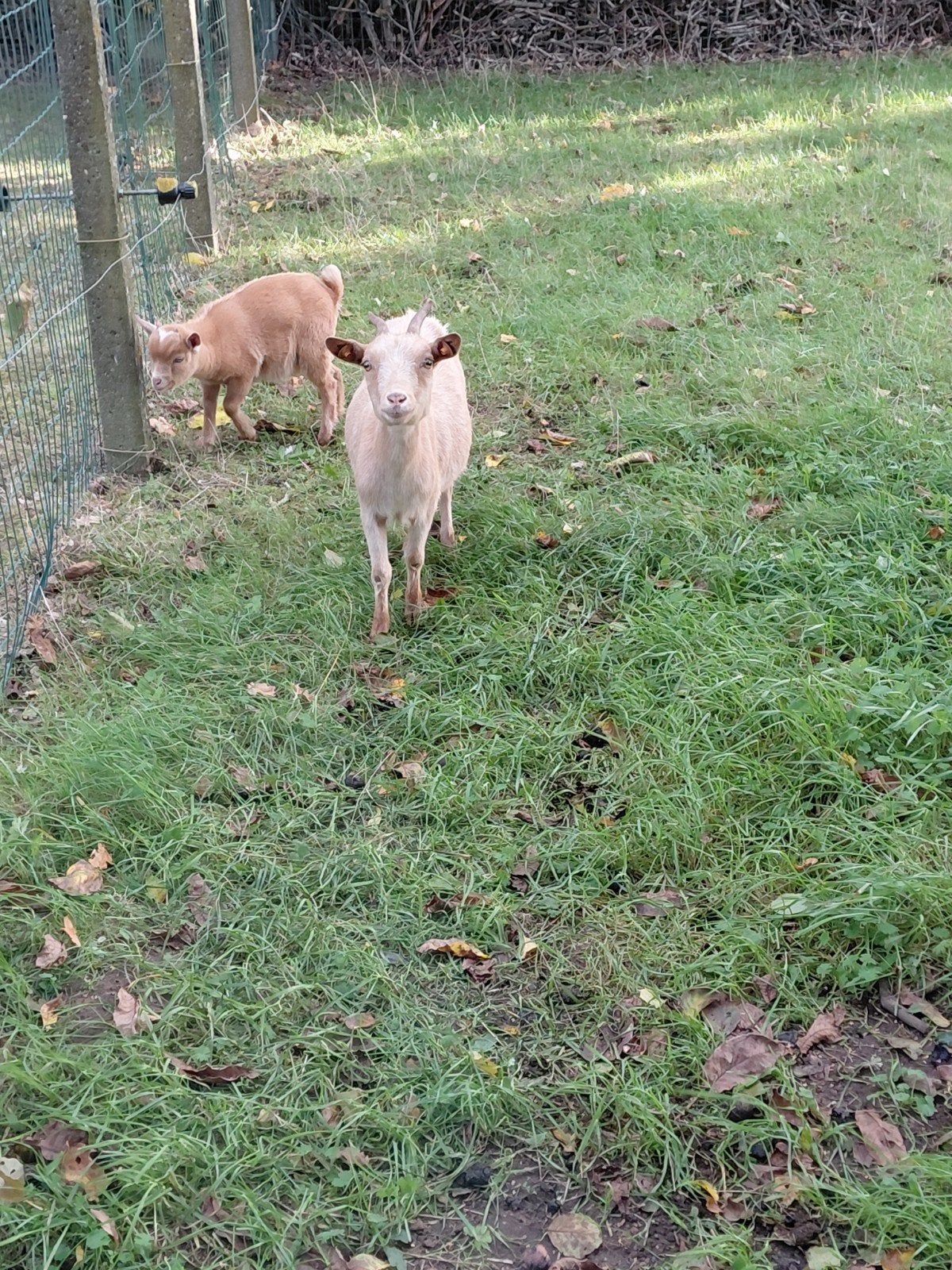dwerggeitjes, Dieren en Toebehoren