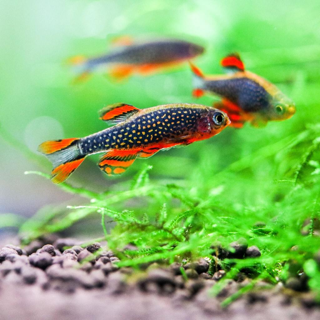 Rasbora Galaxy visjes, Dieren en Toebehoren