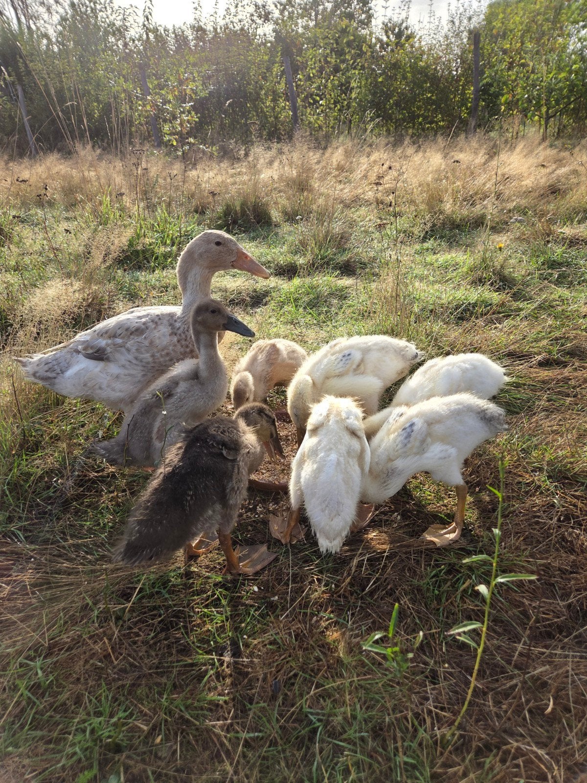 Indische loopeenden, Dieren en Toebehoren, Pluimvee, Meerdere dieren, Eend